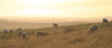 Evening Grazing by Alistair Robb Photography