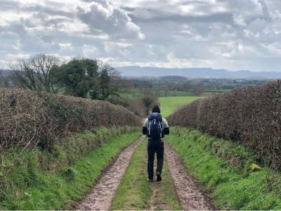 Hiker walking down a farm track bordered by tall hedges